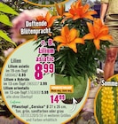 Aktuelle Blumentopf Angebote bei Hornbach in Koblenz Aktuelles Lilien oder Pflanztopf Angebot bei Hornbach in Koblenz ab 3,99 €