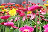 Gerbera vivace à 14,99 € dans le catalogue Jardiland