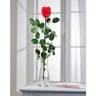 Rose éternelle rouge - Carrefour à Aulnay-sous-Bois Rose éternelle rouge en promo chez Carrefour Aulnay-sous-Bois à 9,99 €