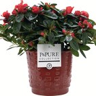 Azalée pot 12 cm dans un cache pot céramique - P&PURE COLLECTION en promo chez Intermarché Super Azalée pot 12 cm dans un cache pot céramique - P&PURE COLLECTION dans le catalogue Intermarché Super