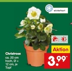 Christrose im Angebot bei Netto Marken-Discount in Wuppertal Christrose Angebote bei Netto Marken-Discount Wuppertal für 3,99 €