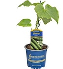 Veredelte Gemüsepflanzen von Kiepenkerl im aktuellen Hagebaumarkt Prospekt für 4,99 €