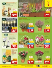 Ähnliche Weihnachtsartikel Angebote im Prospekt "Aktuelle Angebote" von Netto Marken-Discount in Hannover Ähnliche Angebote wie Weihnachtsartikel im Prospekt "Aktuelle Angebote" auf Seite 33 von Netto Marken-Discount in Hannover