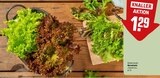 Aktuelles Wurzelsalat Salattrio Angebot bei REWE in Offenbach (Main) ab 1,29 €