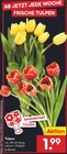 Tulpen Angebote bei Netto Marken-Discount Neu-Ulm für 1,99 €