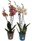 Orchidée 3 tiges en promo chez Carrefour Quimper à 9,99 €