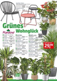 Edeka Blumen Angebot ᐅ Finde den Preis im aktuellen Prospekt