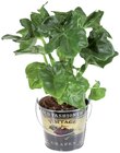 Plante verte en pot vintage - Lidl à Aulnay-sous-Bois Plante verte en pot vintage en promo chez Lidl Aulnay-sous-Bois à 4,59 €