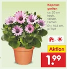 Kapmargeriten bei Netto Marken-Discount im Eningen Prospekt für 1,99 €