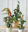 Plante verte avec tuteur mousse - Super U à Toulon Plante verte avec tuteur mousse en promo chez Super U Toulon à 9,99 €