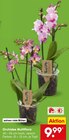 Aktuelle Zimmerpflanzen Angebote bei Netto Marken-Discount in Duisburg Aktuelles Orchidee Multiflora Angebot bei Netto Marken-Discount in Duisburg ab 9,99 €