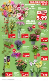 Aktueller Kaufland Prospekt mit Pflanzen, "Hier bin ich richtig", Seite 12
