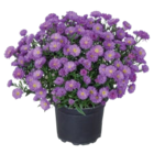 Chrysanthèmes en coupe - Lidl à Rezé Chrysanthèmes en coupe en promo chez Lidl Rezé à 3,19 €