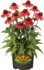 Purpur-Sonnenhut (Echinacea purpurea) im Angebot bei Globus-Baumarkt in Iserlohn Purpur-Sonnenhut (Echinacea purpurea) Angebote bei Globus-Baumarkt Iserlohn für 12,99 €