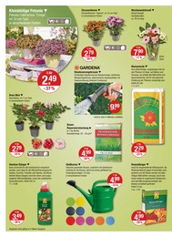 V-Markt Pflanzen im Prospekt V-Markt Pflanzen im Prospekt