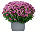 Chrysanthemenbusch im Angebot bei toom Baumarkt in Duisburg Chrysanthemenbusch Angebote bei toom Baumarkt Duisburg für 4,99 €