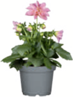 Dahlie 12-cm-Topf  im aktuellen toom Baumarkt Prospekt für 2,99 €