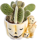 Kakteen in Halloween-Keramik bei EDEKA im Prospekt "" für 3,99 €