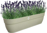 Lavendel im 3-l-Container Angebote bei Hornbach Jena für 7,99 €