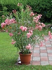 Laurier rose pot 17 cm en promo chez Intermarché Super La Rochelle à 8,99 €