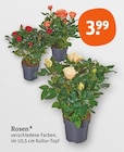 Rosen im aktuellen tegut Prospekt für 3,99 €