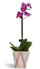 Mini Orchidee im Angebot bei Netto Marken-Discount in Falkensee Mini Orchidee Angebote bei Netto Marken-Discount Falkensee für 4,99 €