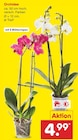 Netto Marken-Discount Vollmersweiler - Orchidee Angebot im Prospekt Orchidee bei Netto Marken-Discount im Vollmersweiler Prospekt für 4,99 €