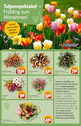 Schnittblumen Angebot & Preis im aktuellen REWE Prospekt Schnittblumen Angebot im aktuellen REWE Prospekt auf Seite 8