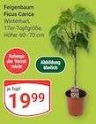 Aktuelle Pflanzen Angebote bei GLOBUS in Braunschweig Aktuelles Feigenbaum Angebot bei GLOBUS in Braunschweig ab 19,99 €