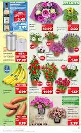 Deko-Blumen Angebot im aktuellen Kaufland Prospekt auf Seite 13
