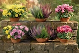 Chrysantheme im Angebot bei Netto Marken-Discount in Cottbus Chrysantheme Angebote bei Netto Marken-Discount Cottbus für 4,99 €