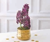 Composition de 3 jacinthes en promo chez Super U Toulon à 6,99 €