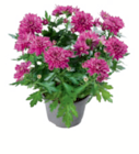 Chrysanthemen Angebote bei toom Baumarkt Wiesbaden für 1,99 €