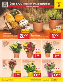 Blumen im Netto Marken-Discount Prospekt "Aktuelle Angebote" mit 59 Seiten (Magdeburg)