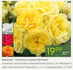 Pflanzen Kölle - Beetrose Angebot im Prospekt Beetrose bei Pflanzen Kölle im Prospekt "" für 19,99 €