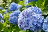 Gamm vert Nogaro - Promo Hortensia de jardin ECLOZ Promo Hortensia de jardin ECLOZ à 14,99 € dans le catalogue Gamm vert à Nogaro