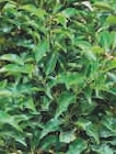 Promo Plantes de haies à 22,76 € dans le catalogue Super U à Craon
