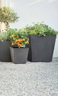 PFLANZTOPF 'ROTTERDAM' im Dehner Garten-Center Prospekt PFLANZTOPF 'ROTTERDAM' von im aktuellen Dehner Garten-Center Prospekt für 24,99 €