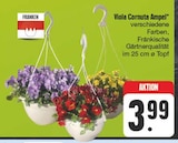 Viola Cornuta Ampel bei EDEKA im Ehrenfriedersdorf Prospekt für 3,99 €