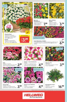 Blumen im Hellweg Prospekt "Die Profi-Baumärkte" mit 24 Seiten (Moers)