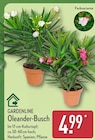 Oleander-Busch von GARDENLINE im aktuellen ALDI Nord Prospekt