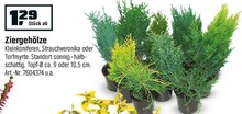Ziergehölze bei OBI in Elmshorn Ziergehölze im Angebot bei OBI Elmshorn für 1,29 €