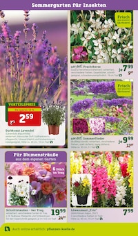 Blumen im aktuellen Pflanzen Kölle Prospekt (Berlin) Blumen im Pflanzen Kölle Prospekt "Ich mach´s mir schön" mit 12 Seiten (Berlin)