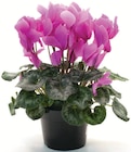 Cyclamen Pot dans le catalogue Netto
