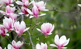 Magnolie im aktuellen Thomas Philipps Prospekt