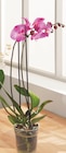 Phalaenopsis 2 tiges pot 12 cm en promo chez Intermarché Limoges à 7,99 €