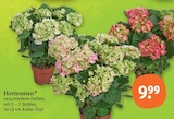 Aktuelles Hortensien Angebot bei tegut in Darmstadt ab 9,99 €