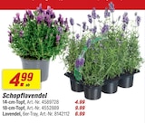 Aktuelles Schopflavendel Angebot bei toom Baumarkt in Oberhausen ab 4,99 €