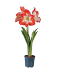 Amaryllis en promo chez Lidl Brest à 4,29 €