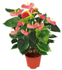 Kaufland Bentwisch - Flamingoblume Angebot im Prospekt Flamingoblume bei Kaufland im Bentwisch Prospekt für 6,99 €